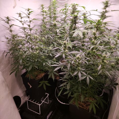 Auto Daiquiri Lime #2 growlog timeline photo