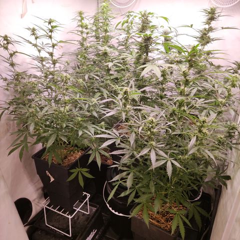 Auto Daiquiri Lime #2 growlog timeline photo