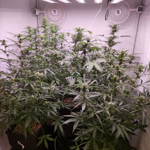 Auto Daiquiri Lime #2 growlog timeline photo