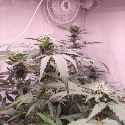 Auto Daiquiri Lime #2 growlog timeline photo