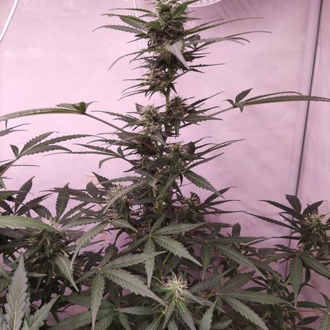 Auto Daiquiri Lime #2 growlog timeline photo