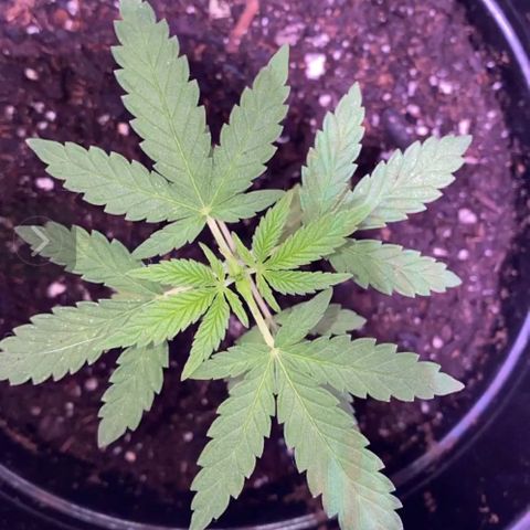 GG growlog timeline photo