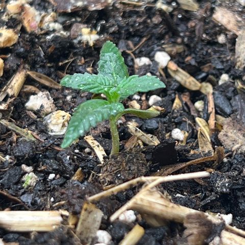 Strawberry OG #1 growlog timeline photo