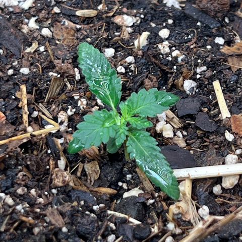 Naptown  #1 growlog timeline photo