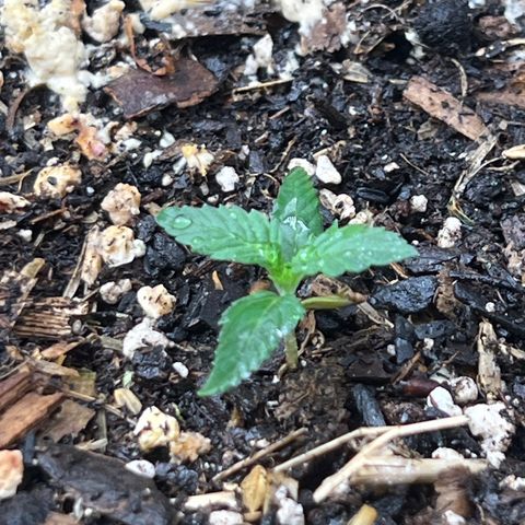 Strawberry OG #1 growlog timeline photo