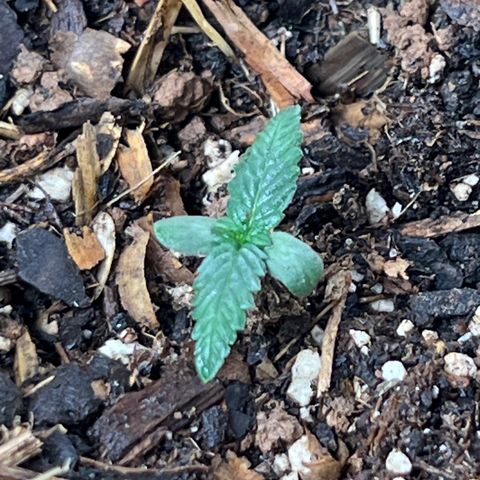 Naptown  #1 growlog timeline photo