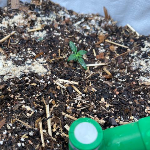 Naptown  #1 growlog timeline photo