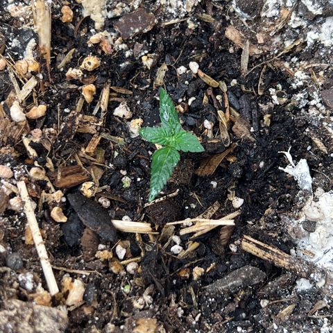 Strawberry OG #1 growlog timeline photo