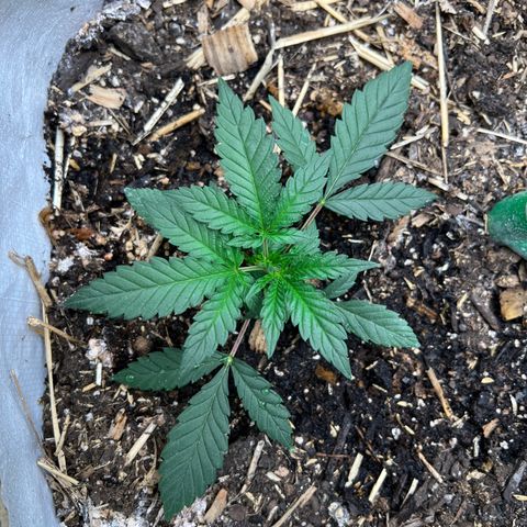 Strawberry OG #1 growlog timeline photo
