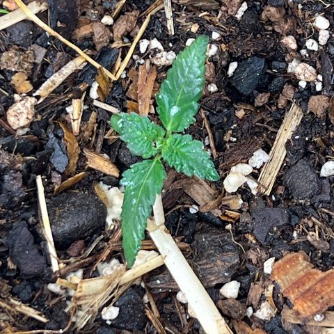 Naptown  #1 growlog timeline photo