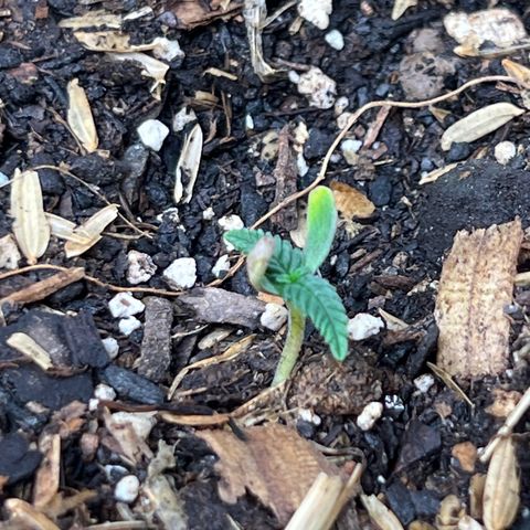 Strawberry OG #1 growlog timeline photo