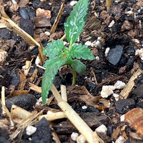 Naptown  #1 growlog timeline photo