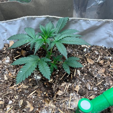 Naptown  #1 growlog timeline photo