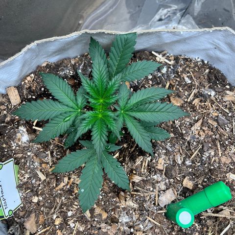 Naptown  #1 growlog timeline photo
