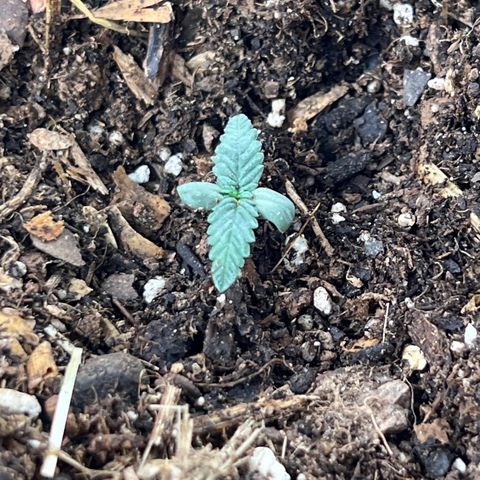 Naptown  #1 growlog timeline photo