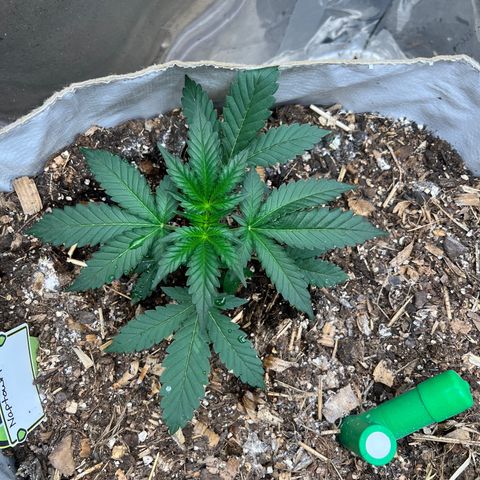 Naptown  #1 growlog timeline photo