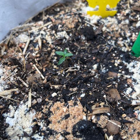 Strawberry OG #1 growlog timeline photo