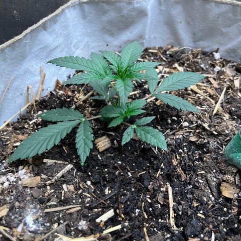 Strawberry OG #1 growlog timeline photo