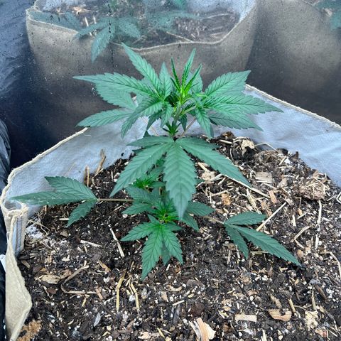 Strawberry OG #1 growlog timeline photo