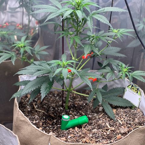 Naptown  #1 growlog timeline photo