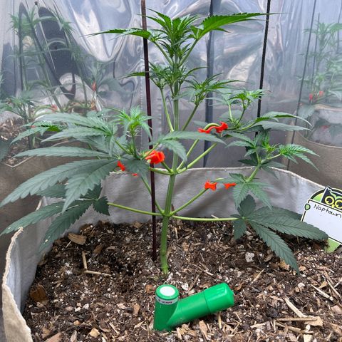 Naptown  #1 growlog timeline photo