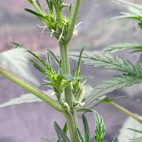 Strawberry OG #1 growlog timeline photo