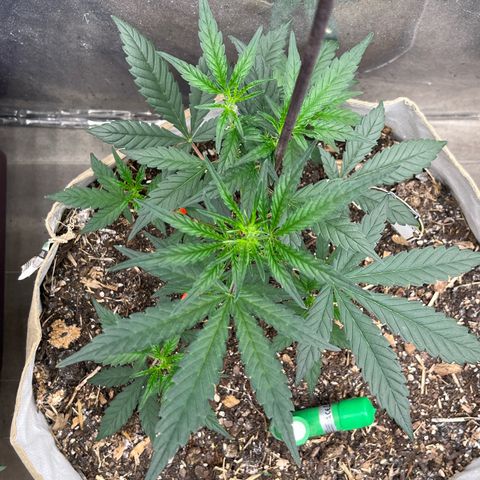 Strawberry OG #1 growlog timeline photo