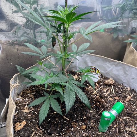 Strawberry OG #1 growlog timeline photo