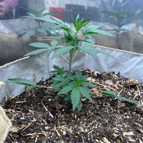 Strawberry OG #1 growlog timeline photo
