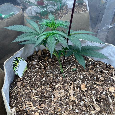 Naptown  #1 growlog timeline photo