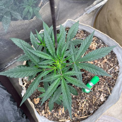 Strawberry OG #1 growlog timeline photo