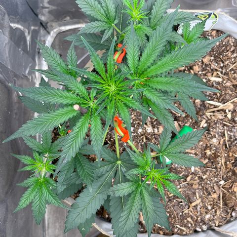 Naptown  #1 growlog timeline photo