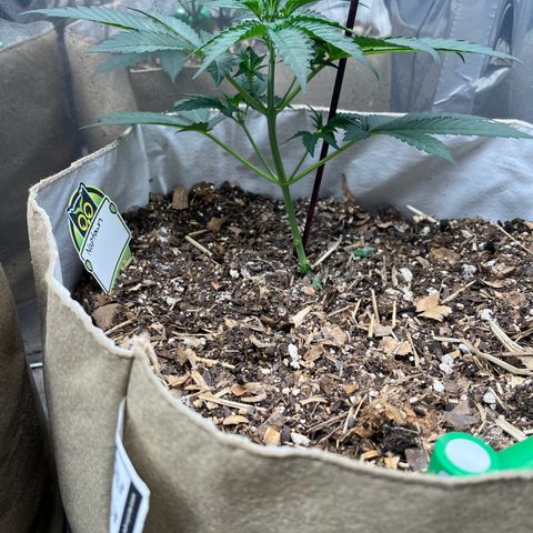 Naptown  #1 growlog timeline photo