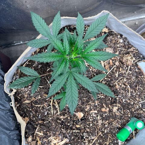 Strawberry OG #1 growlog timeline photo