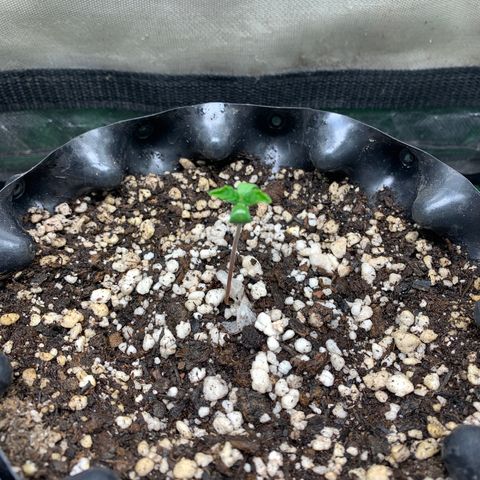 Aminesia growlog photo: 01