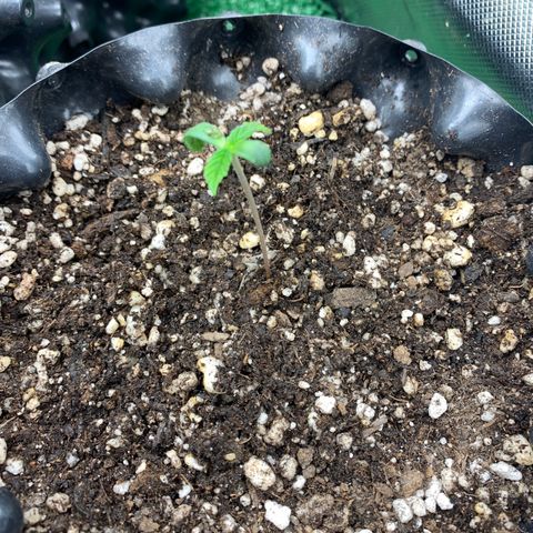 Aminesia growlog timeline photo