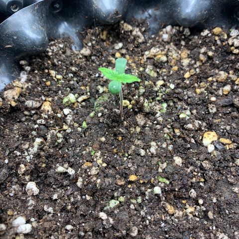 Aminesia growlog photo: 02