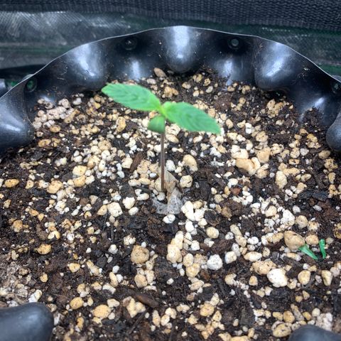 Aminesia growlog timeline photo