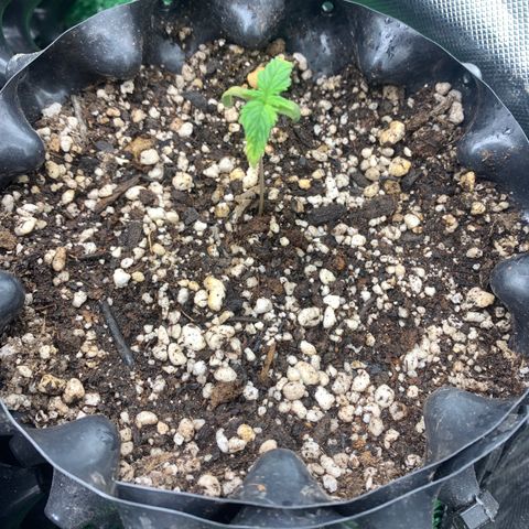 Aminesia growlog timeline photo