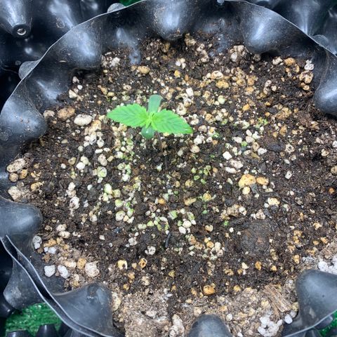 Aminesia growlog timeline photo