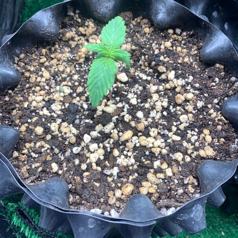 Aminesia growlog timeline photo