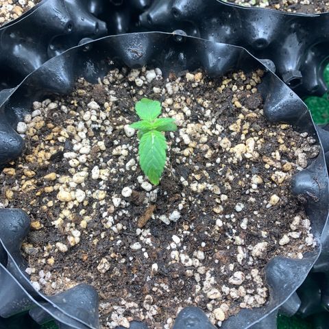 Aminesia growlog timeline photo