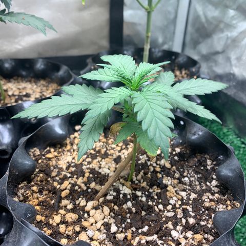 Aminesia growlog timeline photo