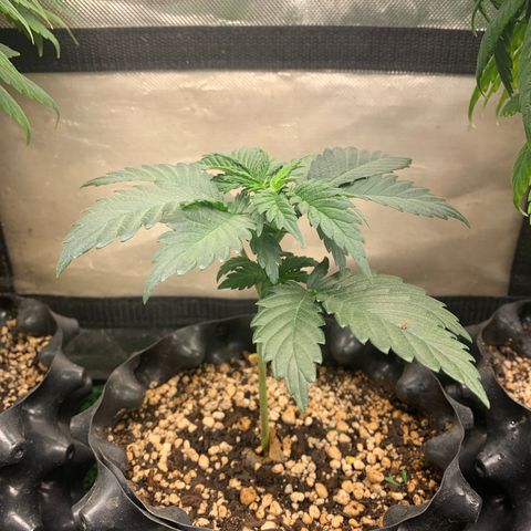 Aminesia growlog timeline photo