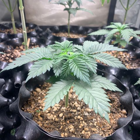 Aminesia growlog timeline photo