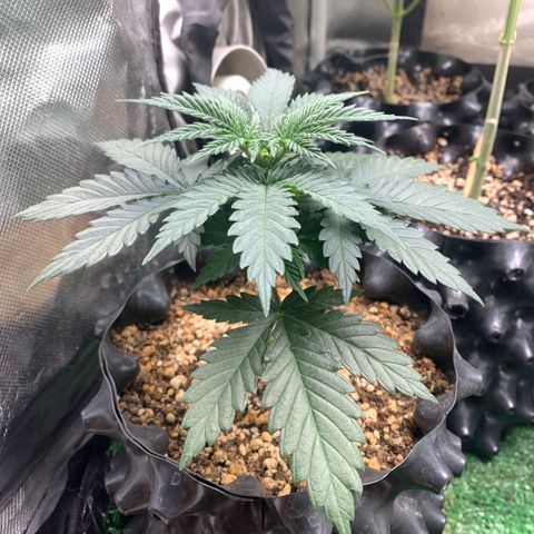 Aminesia growlog timeline photo
