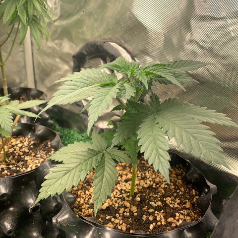 Aminesia growlog timeline photo