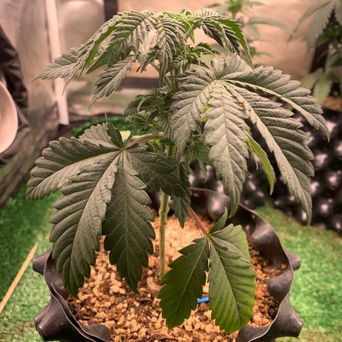 Aminesia growlog photo: 01