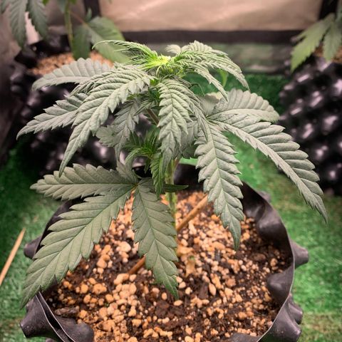 Aminesia growlog photo: 02