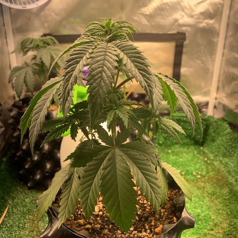 Aminesia growlog photo: 03